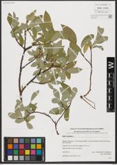 Foto von Salix hastata L.